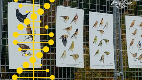 Natura in evoluzione: "Sulle ali del vento" - il grande viaggio migratorio raccontato dal Progetto Alpi