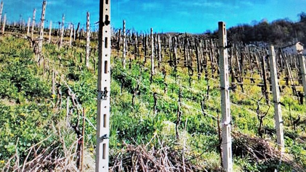 Vigne eroiche di montagna