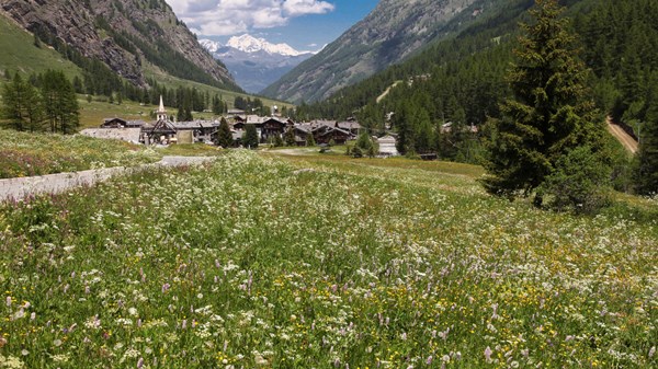Territorio, uomo, ambiente - Racconti sulla flora valdostana