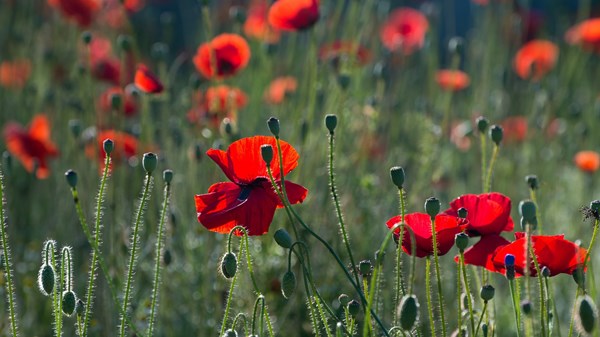 Facciamo i colori con fiori e ortaggi!