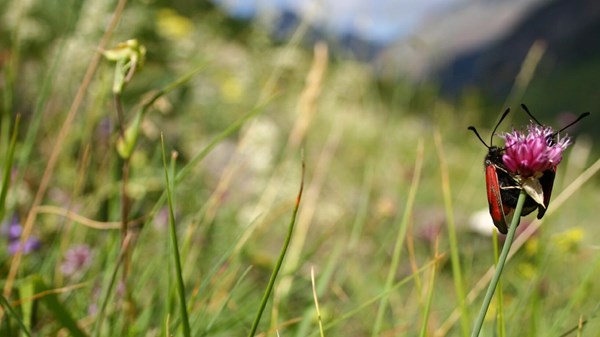 Curiosi per natura
