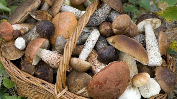 Estate letteraria - Il mondo dei funghi