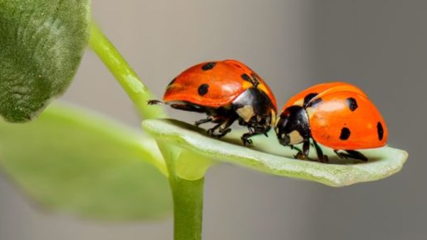 Curiosi per natura - Pinne, sifoni e branchie