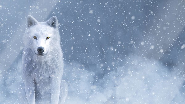 Le loup et nous : savoir coexister