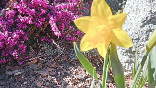 Facciamo i colori con fiori e ortaggi