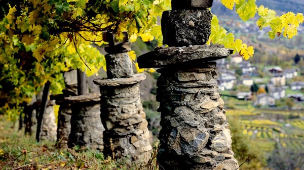 Escursione pomeridiana tra le vigne più alte d’Europa e degustazione in vigna