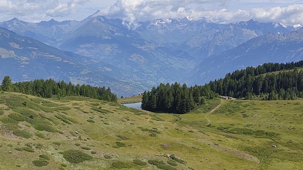 Il bosco delle meraviglie