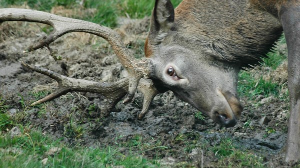 Le brame du cerf avec Guides Trek Alps