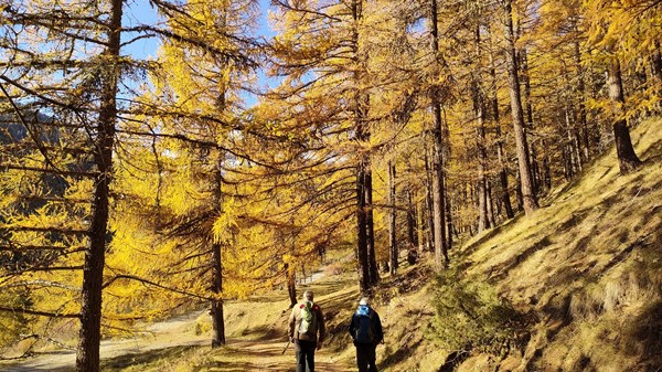 Photographic trek to discover the magical colours of autumn in the upper Gran San Bernardo valley
