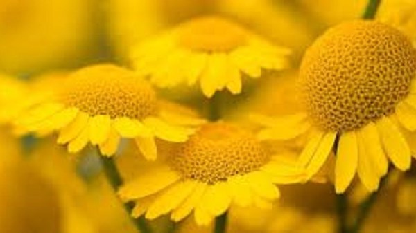 Mostra: L'energia del giallo