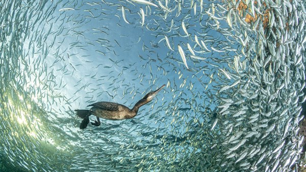 Bird Photographer of the Year
