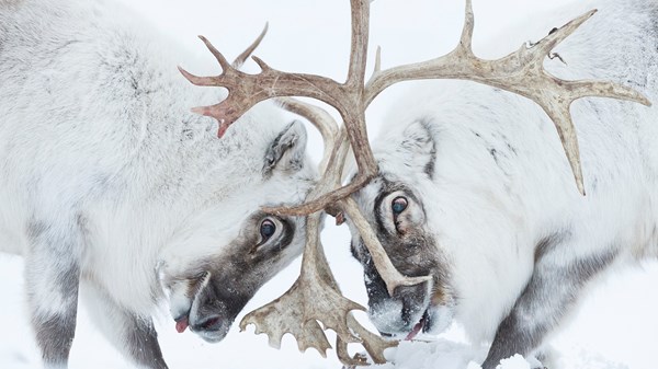 Stefano Unterthiner. Una finestra sull'Artico