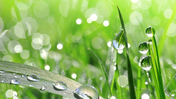 Biomimesi. La soluzione che arriva dalla natura - Convegno 