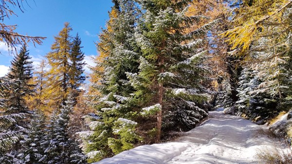 The magical snowy mountain