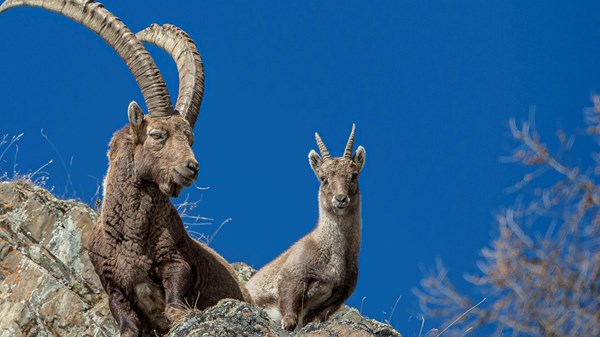 "Non solo ghiaccio. Effetti dell’aumento delle temperature sulle popolazioni animali” - Conferenza 