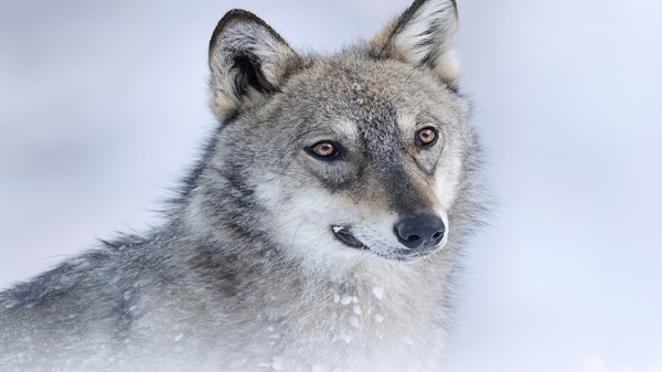 Co-Wolf, monticazione e lupo nel Parco Naturale Mont Avic - Convegno