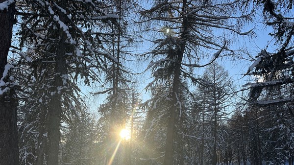 La Forêt Blanche et ses légendes anciennes