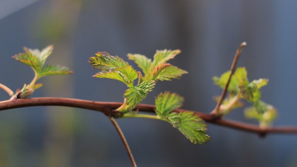Aspettando la primavera