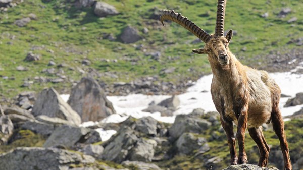 Sulle orme del Re delle Alpi - Lo Stambecco