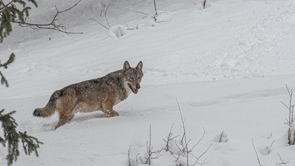 Il ritorno del Lupo - tra protezione e gestione 