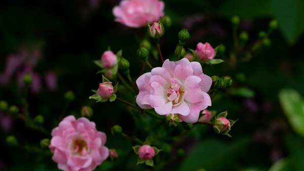 Riciclarte in fiore - Laboratorio creativo per bambini