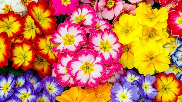 Scopri il vivaio e l'arte del verde 