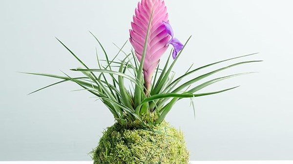 Laboratorio di Kokedama - Workshop creativo 