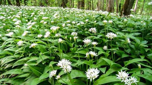 Festa dell'aglio Orsino