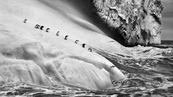 Exposition photographique : Sebastião Salgado – Glaciers