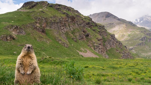 Safari Alpino - Speciale marmotta