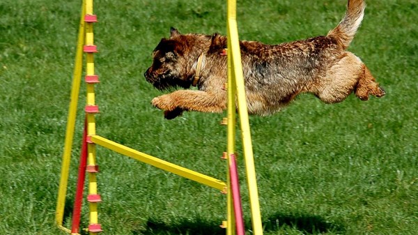 Torgnon agility open, gare e stage 