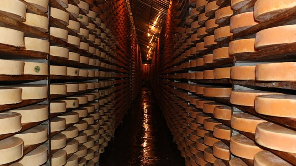 Visite à l'entrepôt de la Fontina et dégustation