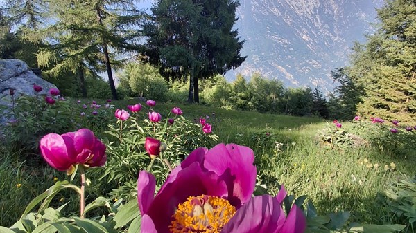 A surprise in the woods: the magnificent peony in bloom