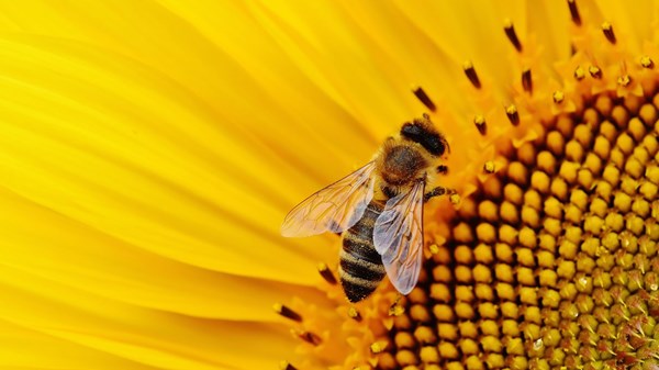 Que font les abeilles toute la journée?