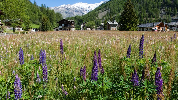 Mostra di pittura "La montagna, i fiori e la sua gente"