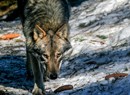 The wolf in the Aosta Valley