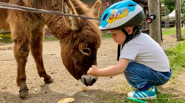 Sunny ranch: Wake up with the ponies