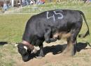 Bataille de moudzon (Heifer’s fight) and Ancient Cattle Fair