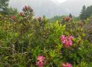 Alla scoperta delle fioriture alpine