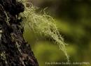 Vivere d'aria: i licheni