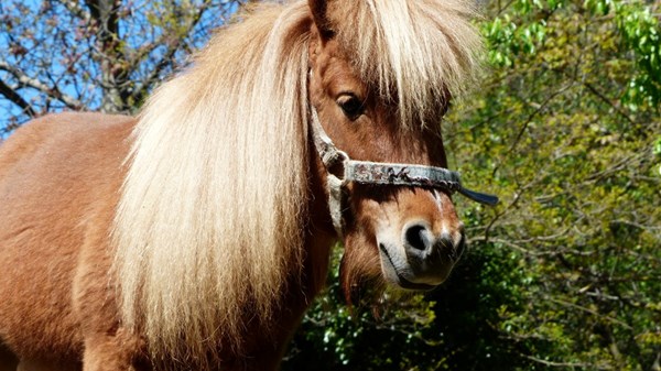 Baptism of the saddle with ponies