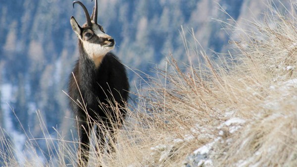 Camosci in amore con Guide Trek Alps