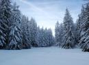 A fairytale forest  - Snowshoe excursion under the full moon