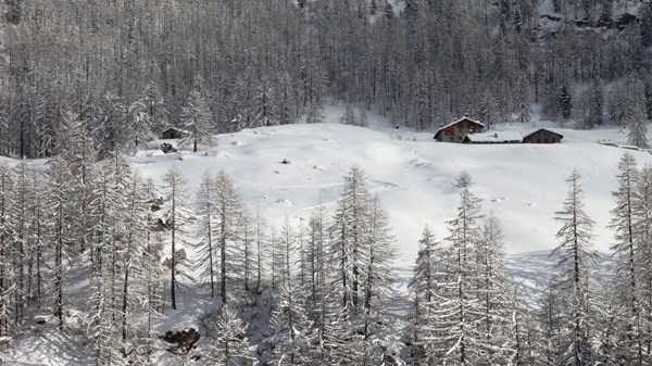 Snowshoe hike in the Gran Paradiso National Park accompanied by an official hiking guide of the Park.