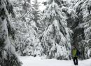 Il bosco di Lavesé e il magico mondo della neve