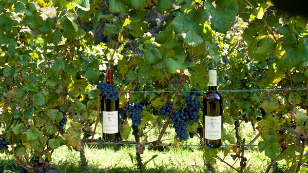 Azienda vitivinicola (Weingut) Bonin Dino