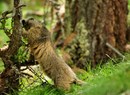 Verband "Trekking VDA - Natura e avventura in Valle d'Aosta"