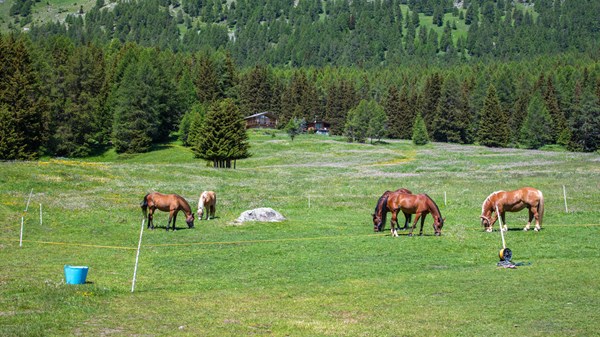 A.S.D  Green  Ranch