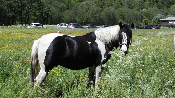A.S.D. Sunny Ranch