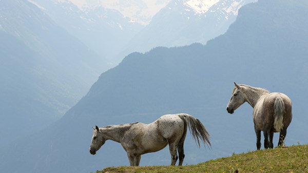 Centro equestre di campagna